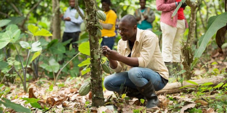 COCOBOD announces closure of 2021-2022 main crop cocoa season 